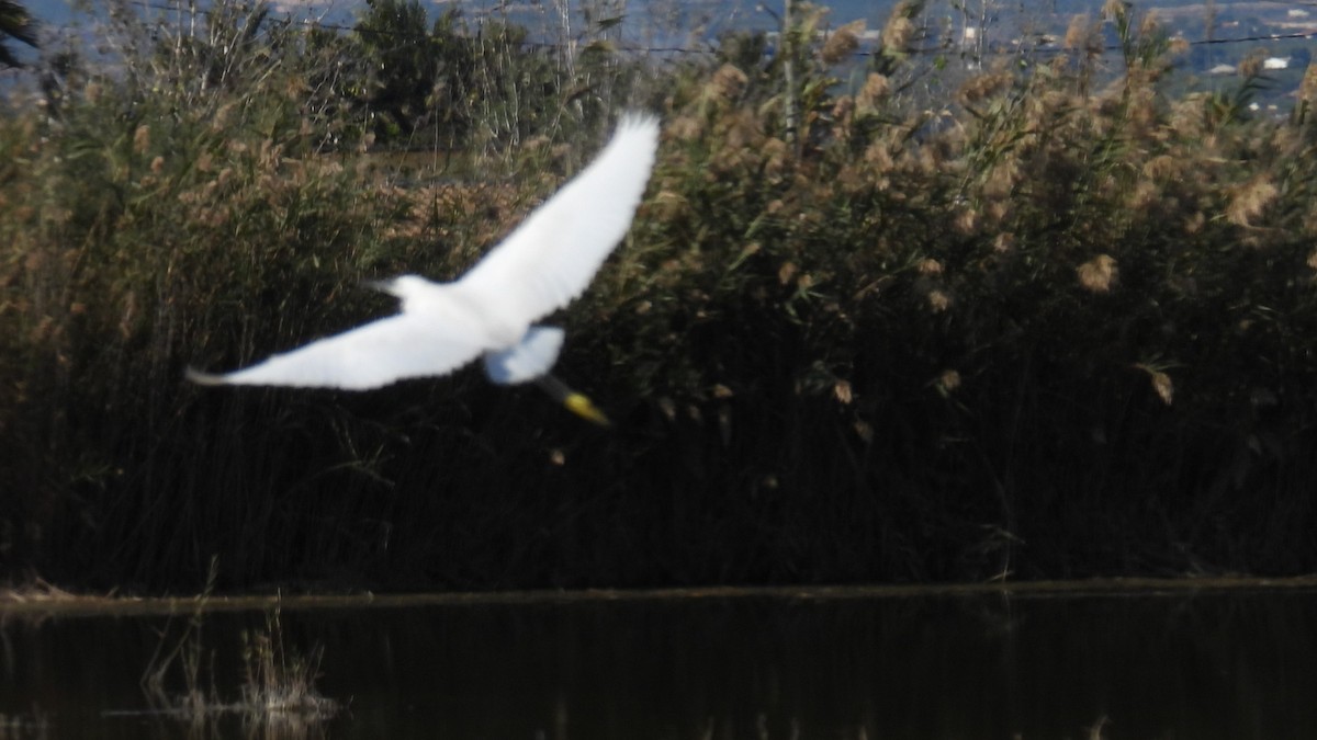 Little Egret - ML646285843