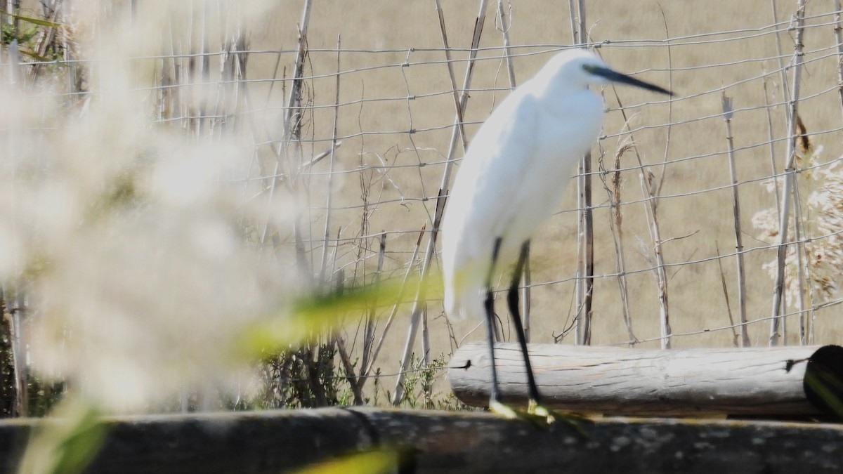 Little Egret - ML646285844