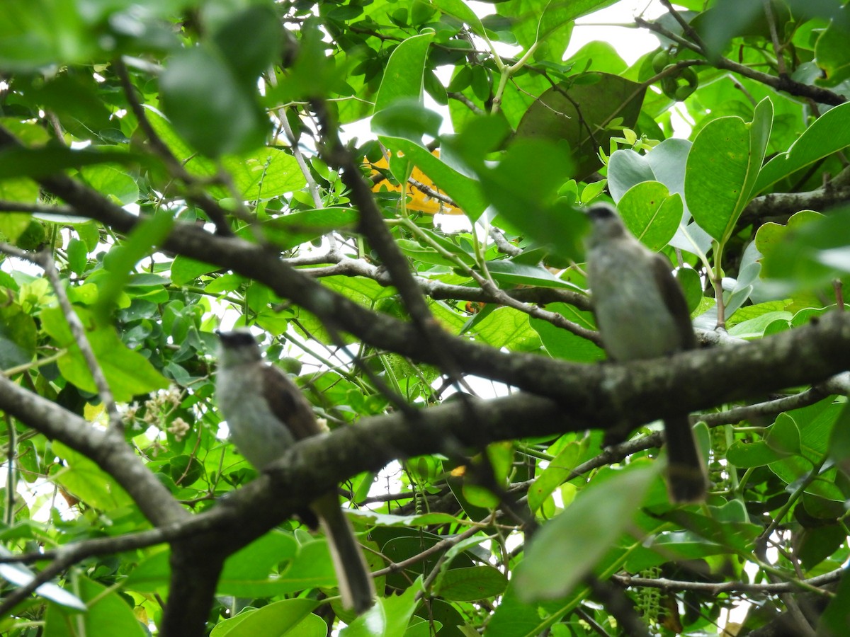 Yellow-vented Bulbul (Sunda) - ML646285845