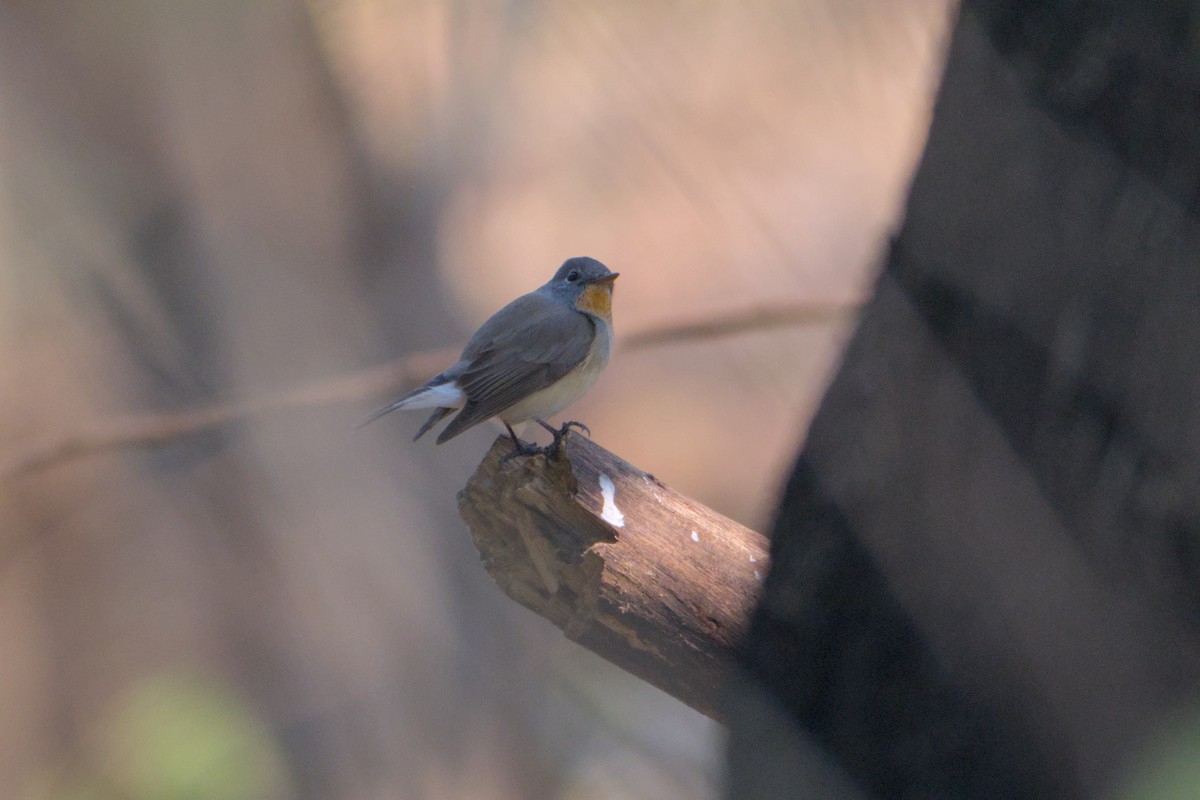 Taiga Flycatcher - ML646285846