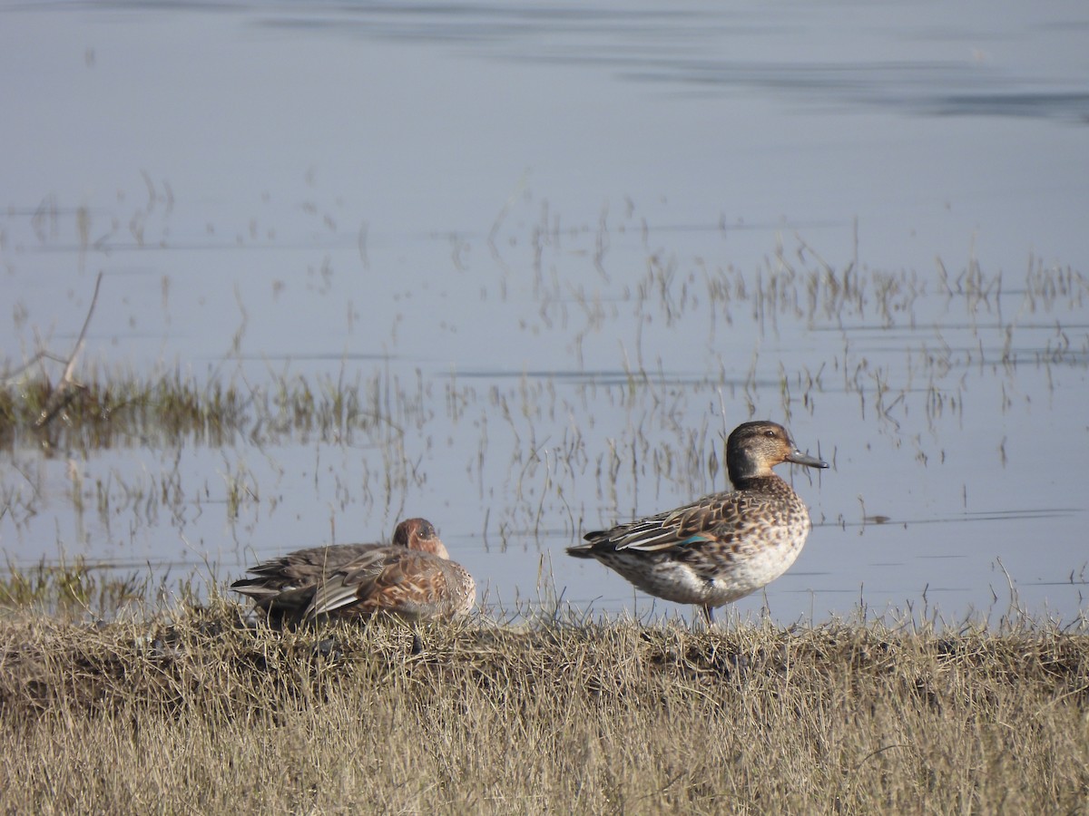 Green-winged Teal - ML646285847