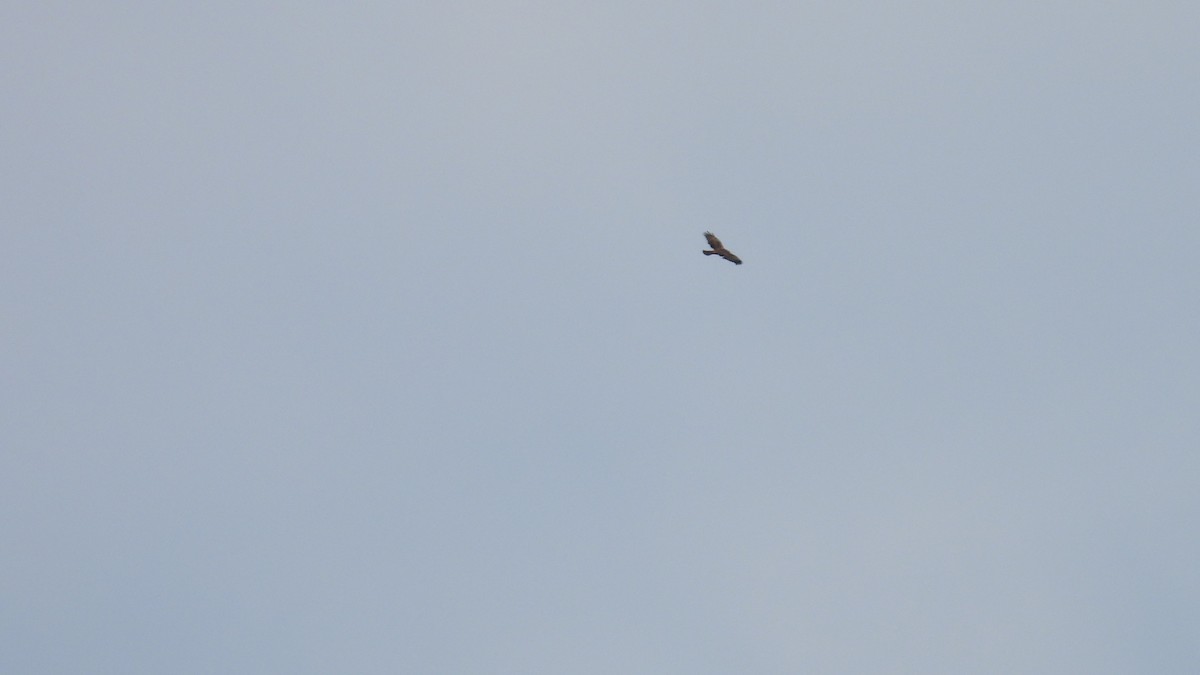 Western Marsh Harrier - ML646285848