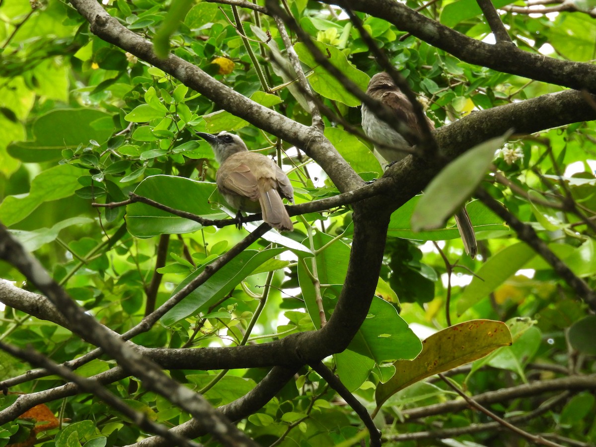 Yellow-vented Bulbul (Sunda) - ML646285849