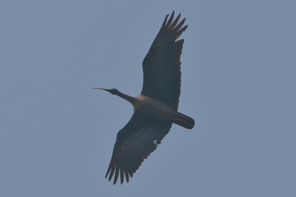Red-naped Ibis - ML646285850