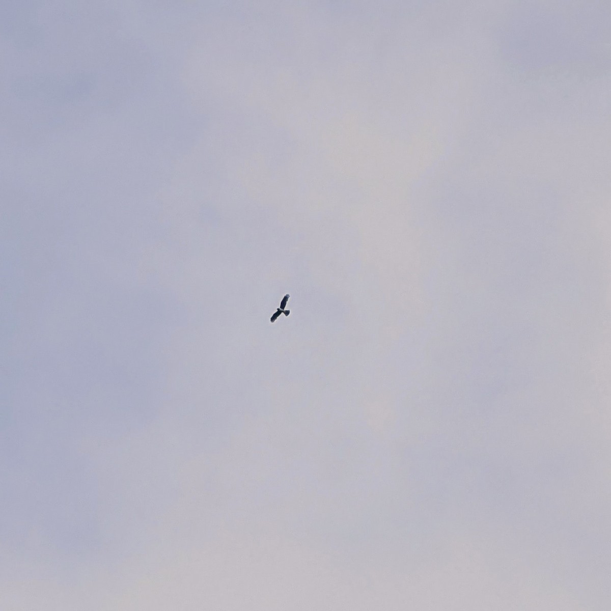 Long-winged Harrier - ML646285852