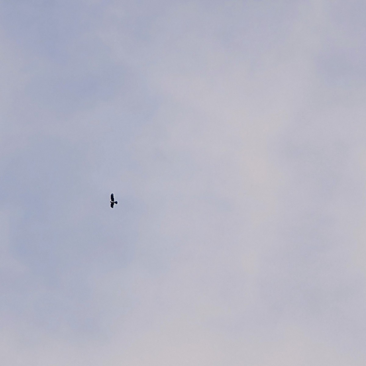 Long-winged Harrier - ML646285853