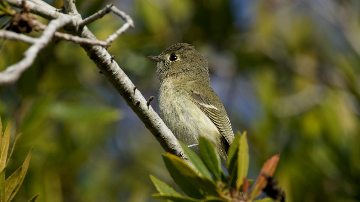 Hutton's Vireo - ML646285854