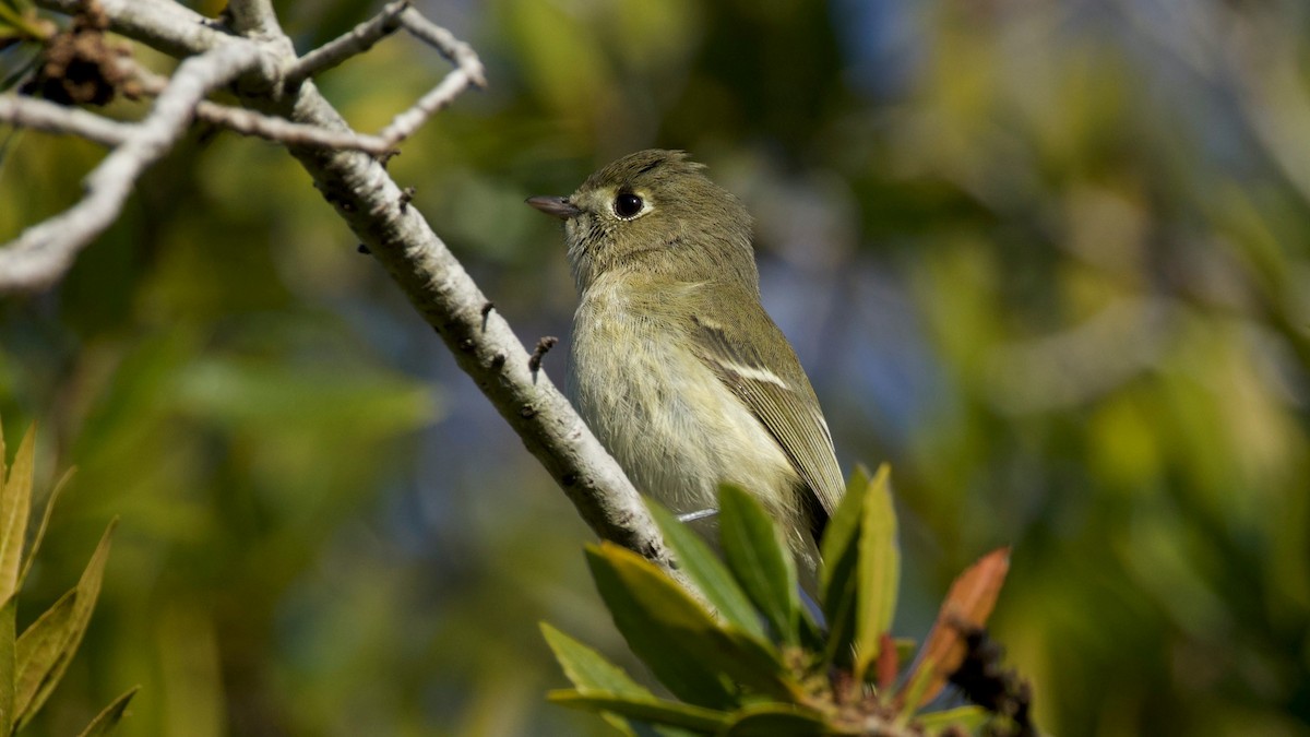 Hutton's Vireo - ML646285855