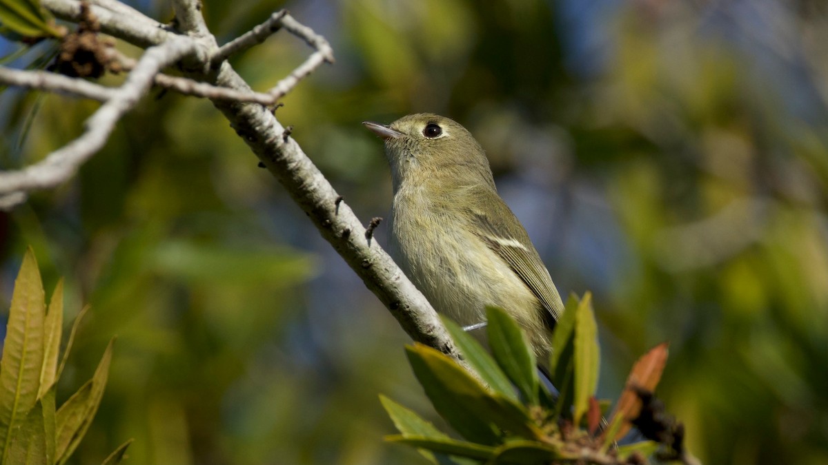 Hutton's Vireo - ML646285856