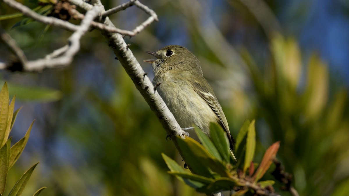Hutton's Vireo - ML646285857