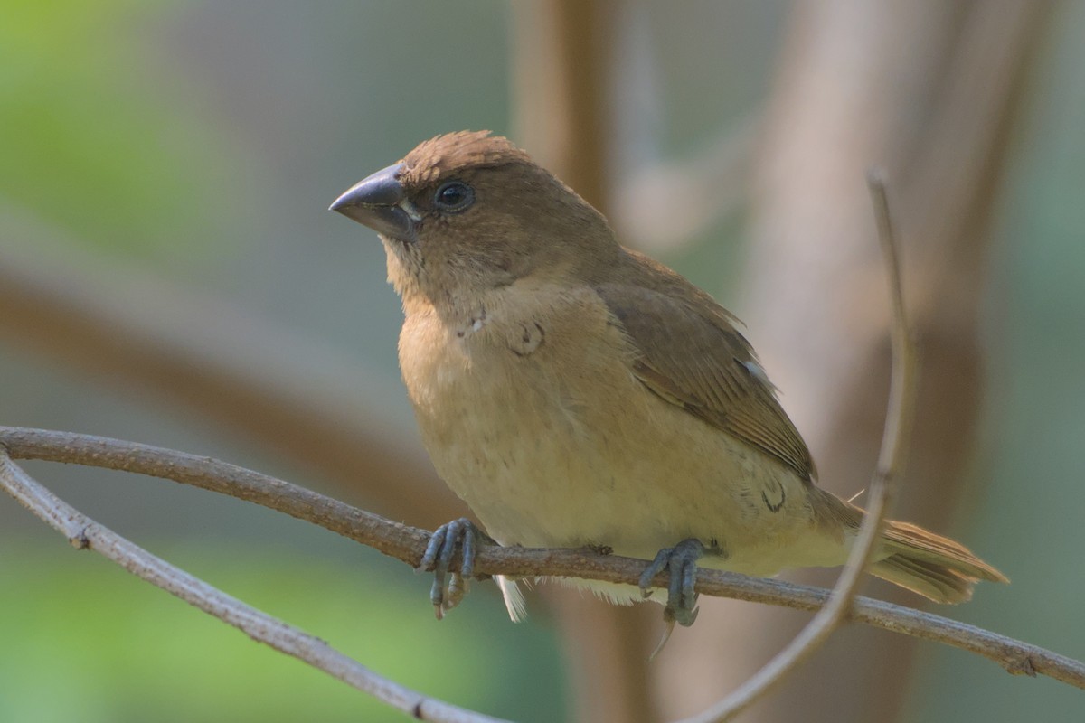 Scaly-breasted Munia - ML646285858