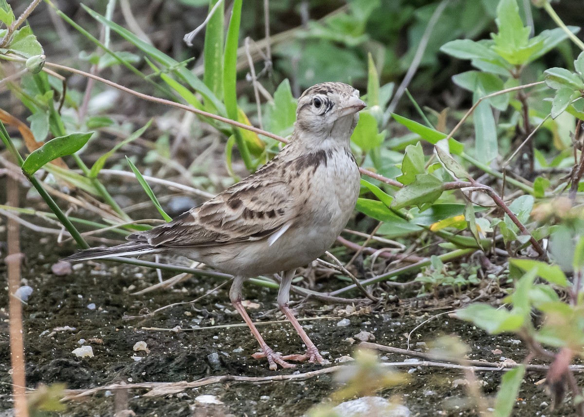 Mongolian Short-toed Lark - ML646285859