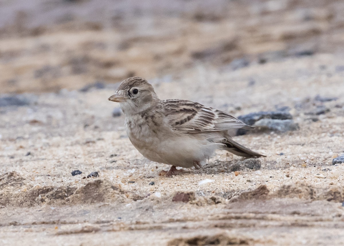 Mongolian Short-toed Lark - ML646285860