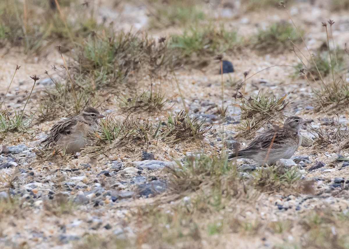 Mongolian Short-toed Lark - ML646285861