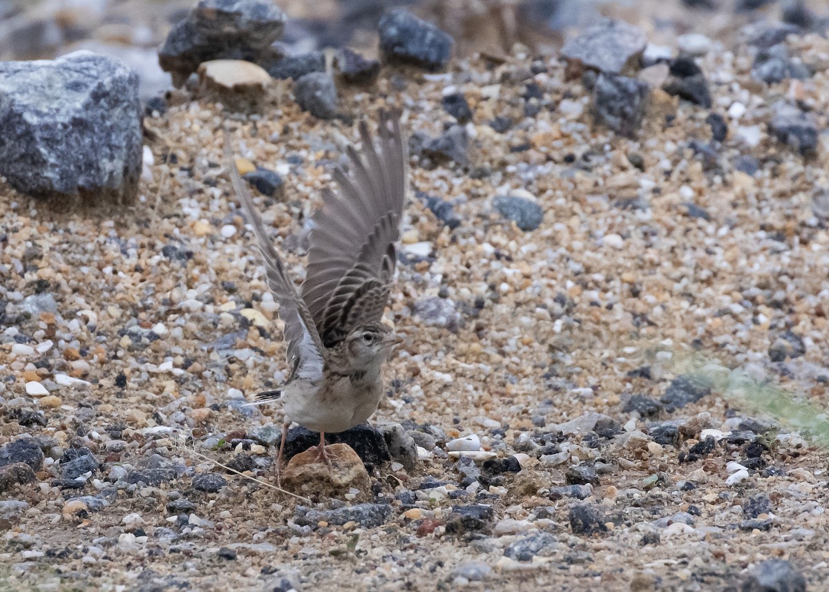 Mongolian Short-toed Lark - ML646285862