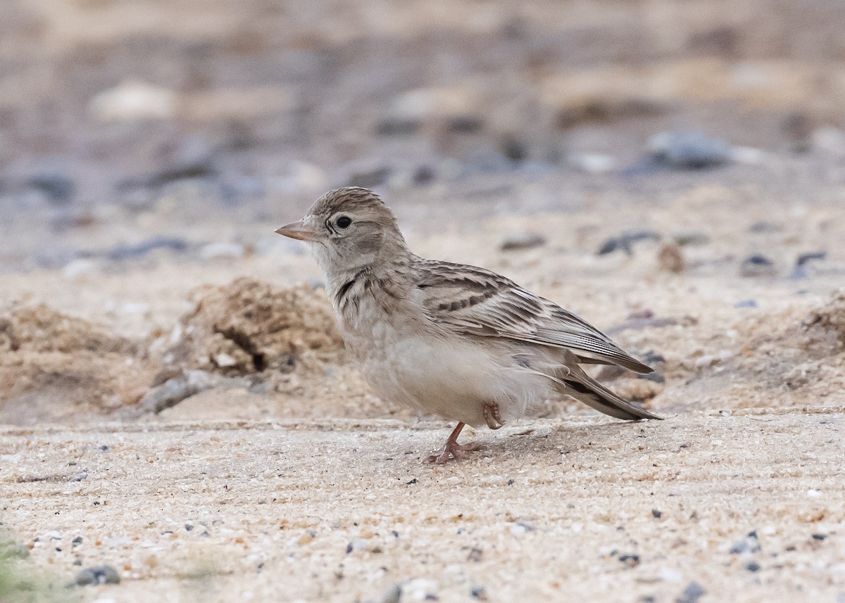 Mongolian Short-toed Lark - ML646285863