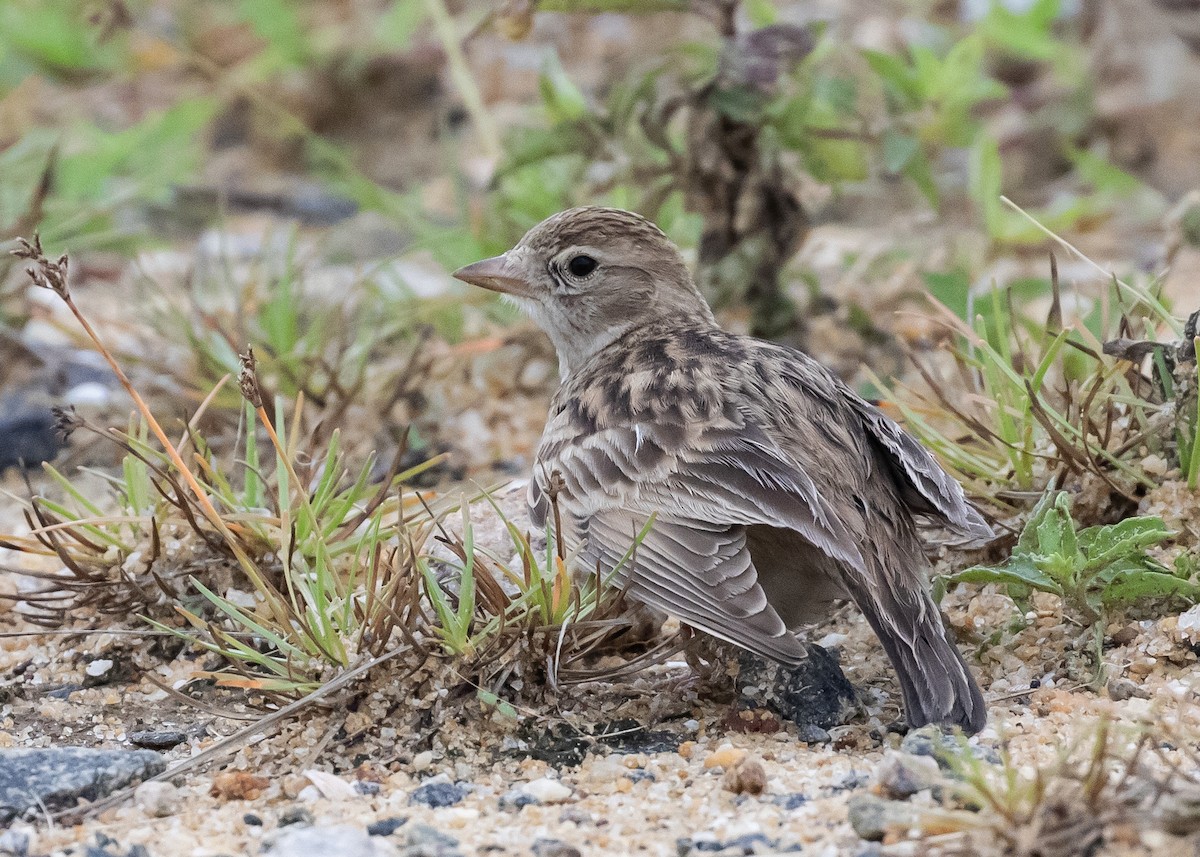 Жайворонок тибетський - ML646285864