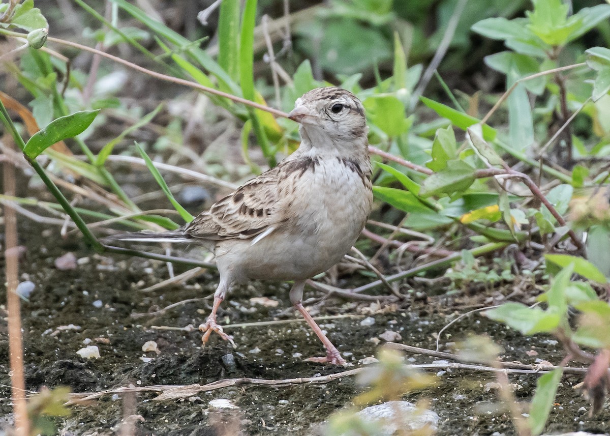Mongolian Short-toed Lark - ML646285865