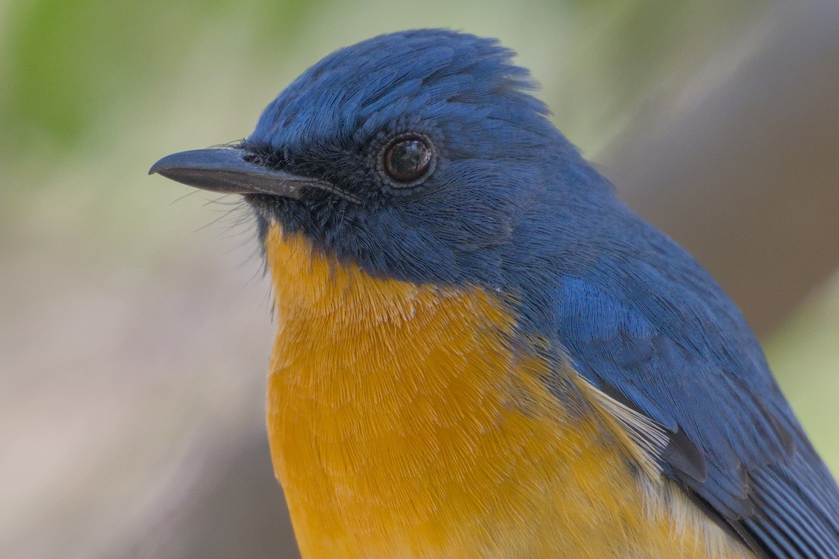 Tickell's Blue Flycatcher - ML646285868