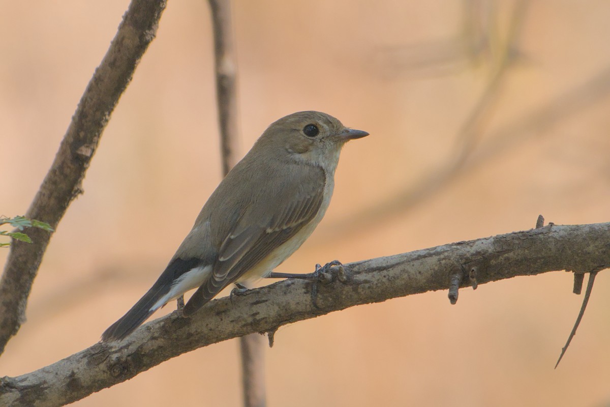 Taiga Flycatcher - ML646285869