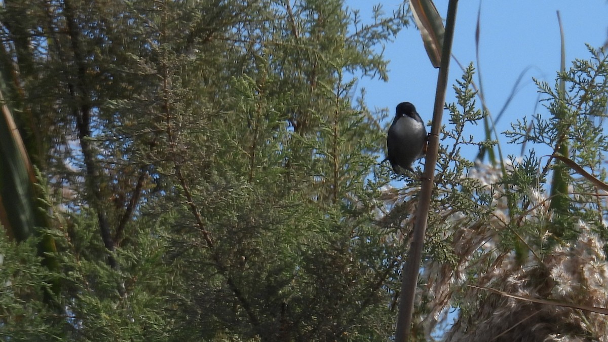 Samtkopf-Grasmücke - ML646285870
