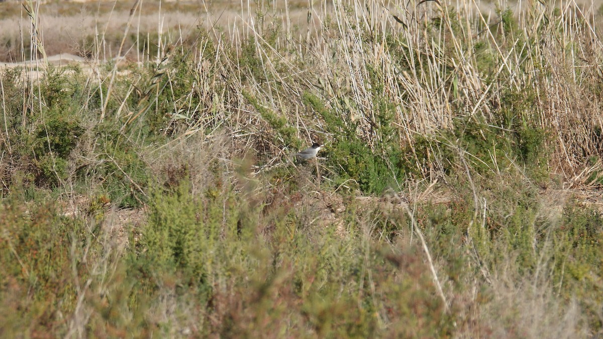 Samtkopf-Grasmücke - ML646285871