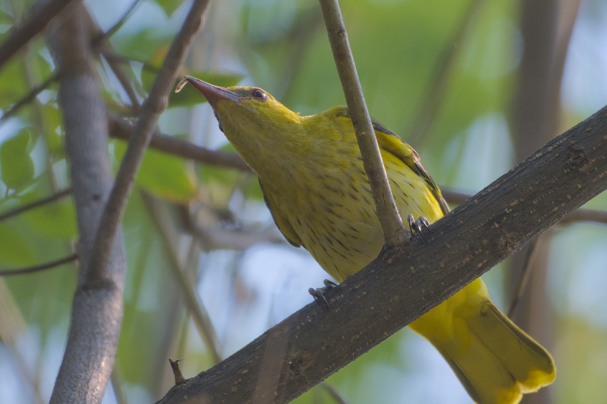 Вивільга індійська - ML646285878