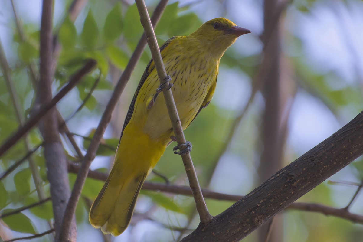 Вивільга індійська - ML646285879