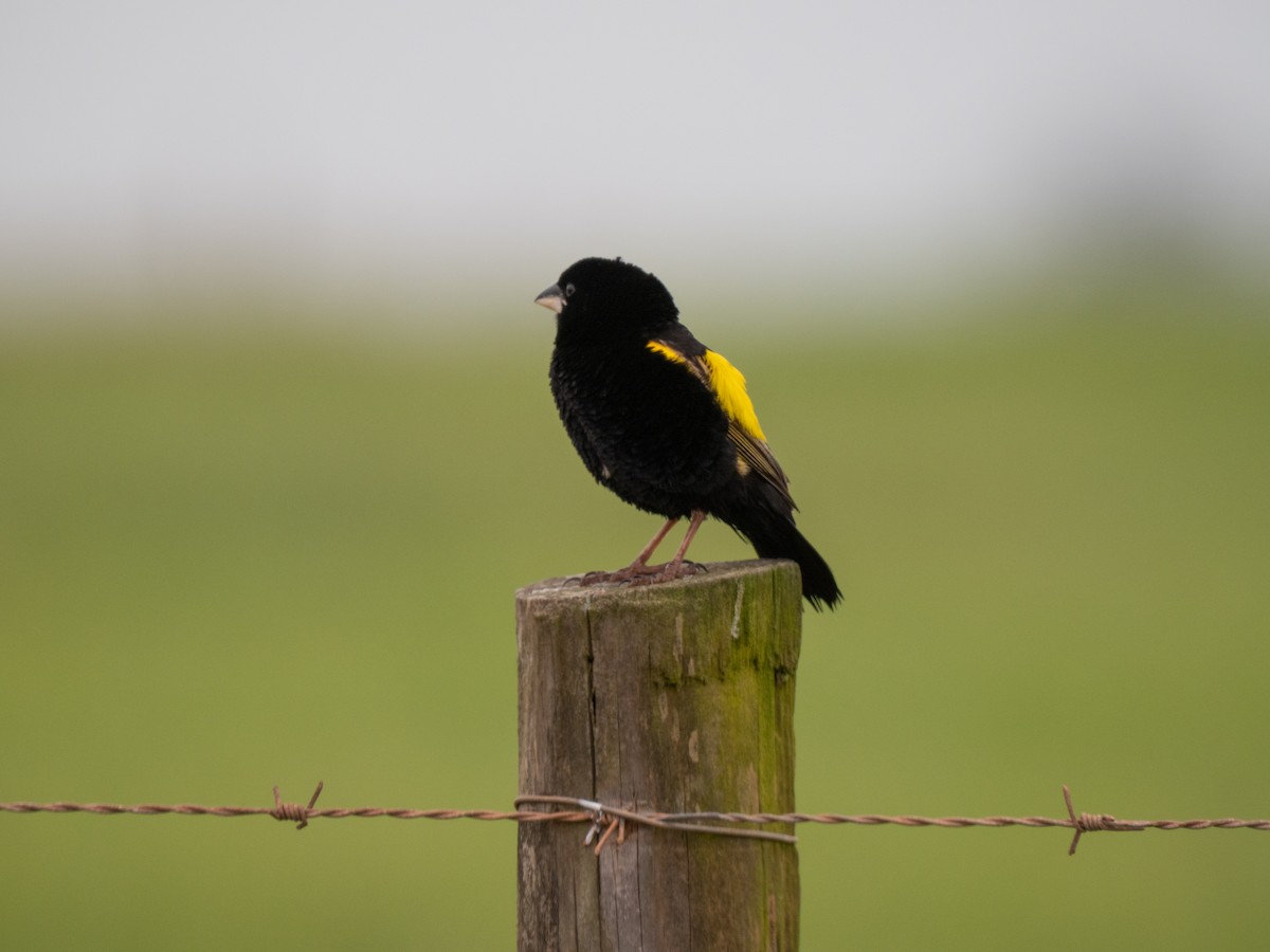 Вайдаг товстодзьобий - ML646285881