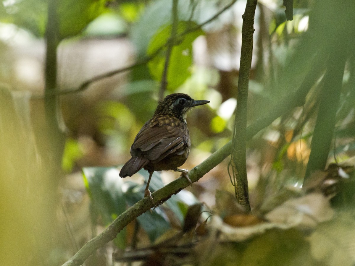 Ратина сірочерева - ML646285884