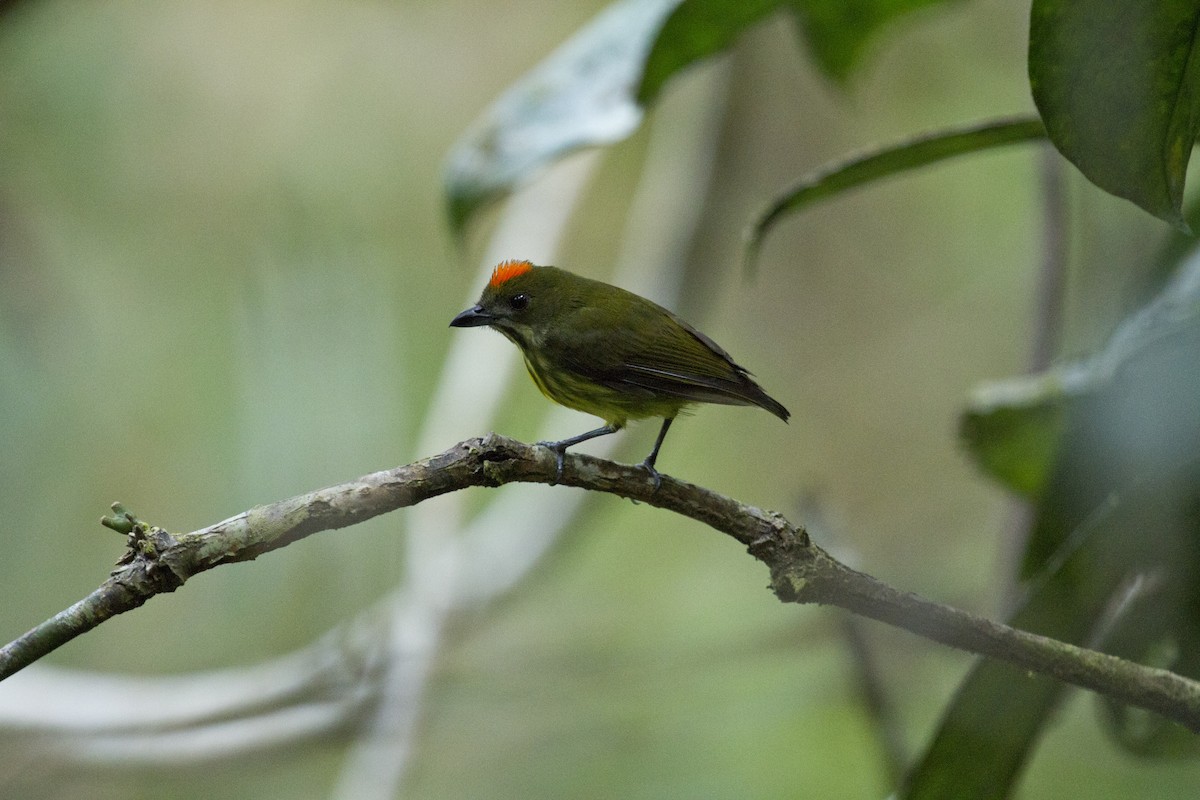 Красняк золотомушковий - ML646285886