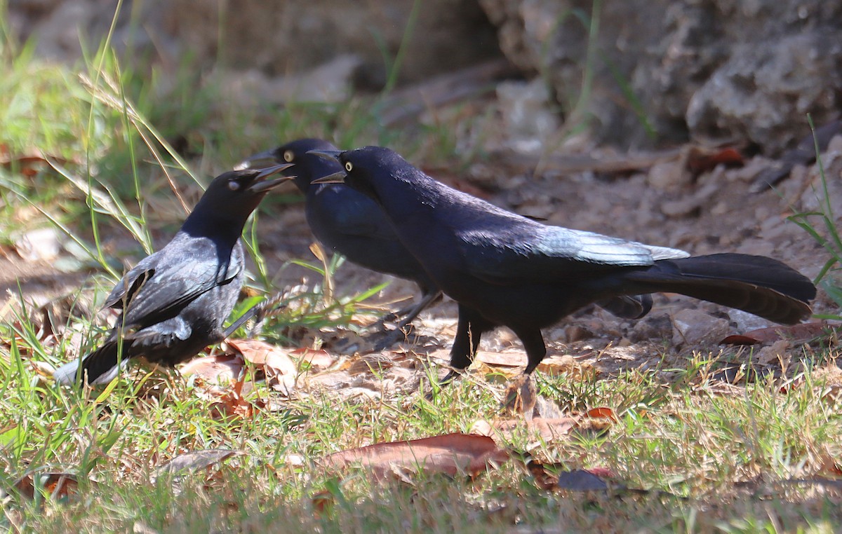 Гракл антильський - ML646285887