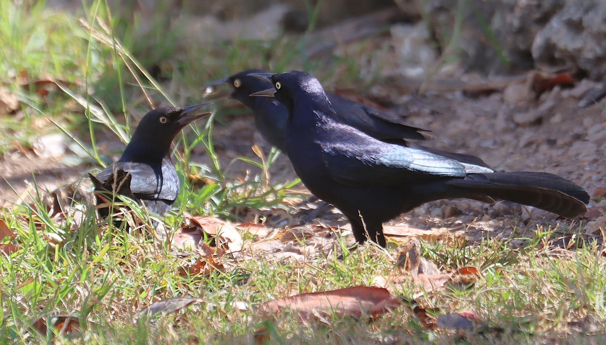 Гракл антильський - ML646285890