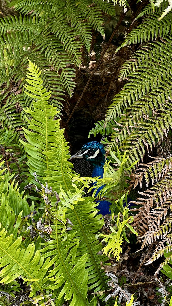 Павич чубатий - ML646285891