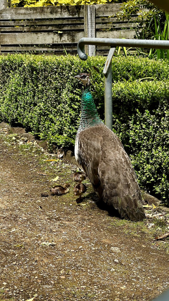 Павич чубатий - ML646285892