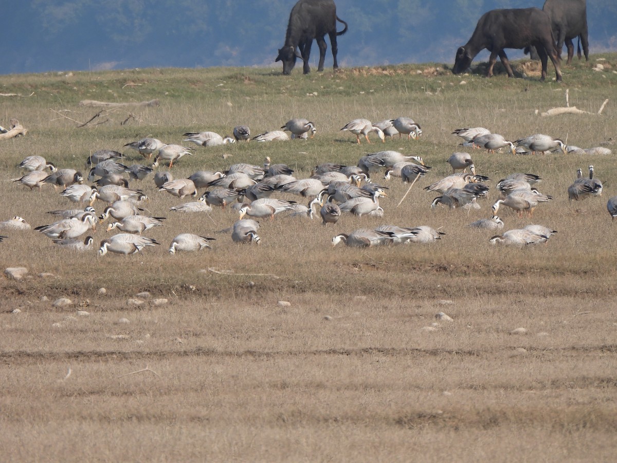 Гуска гірська - ML646285893