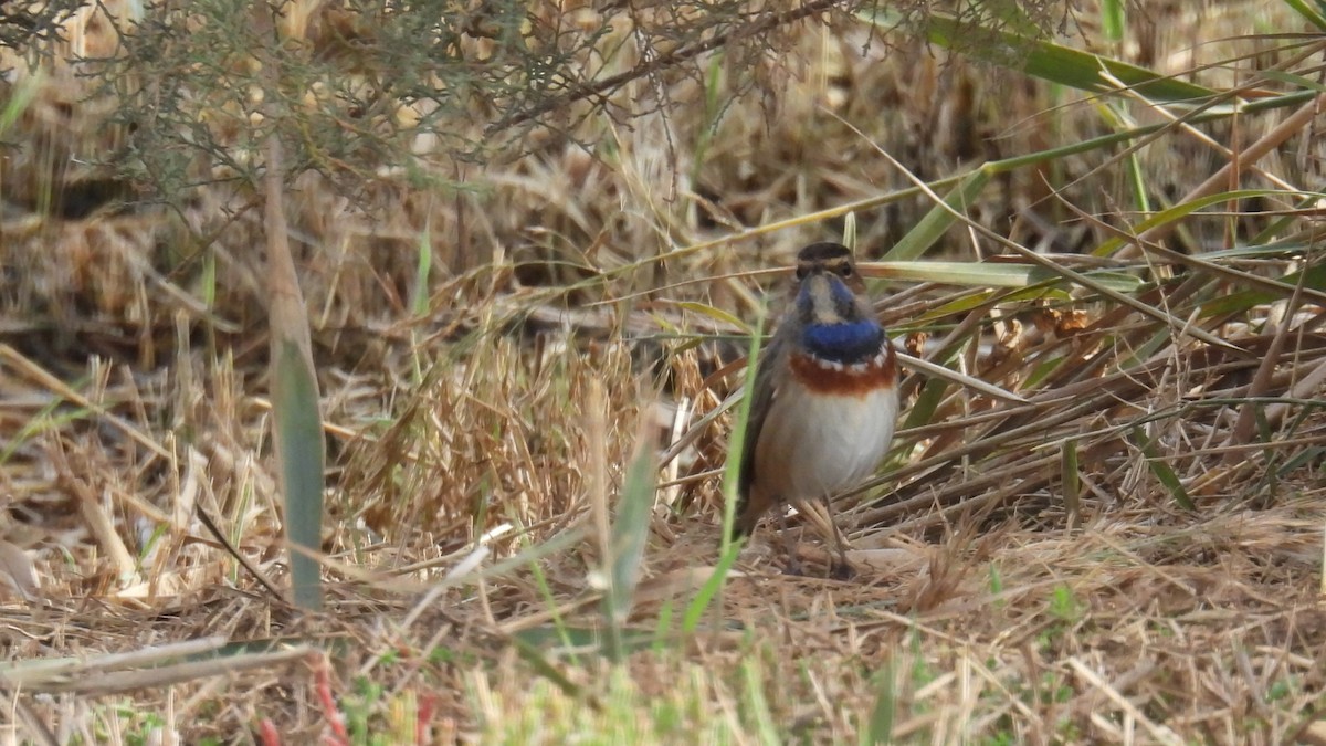 Синьошийка - ML646285894