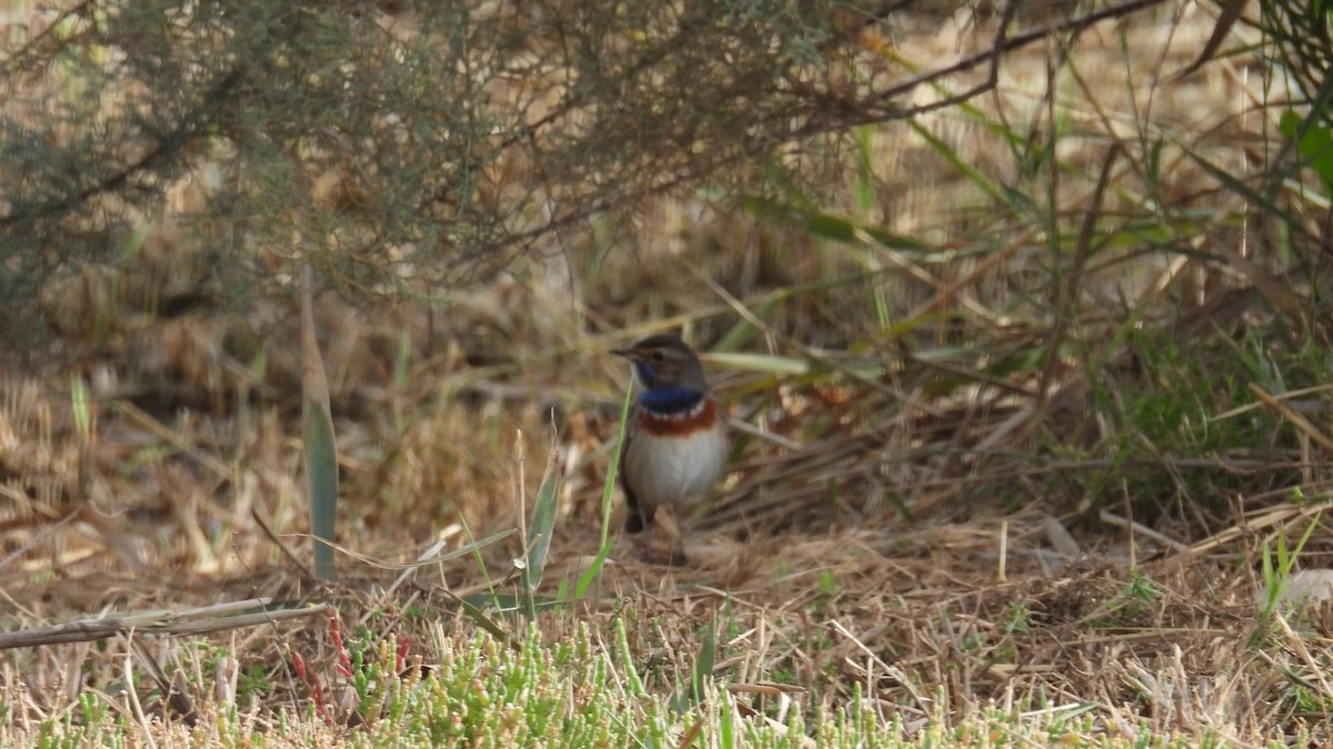Синьошийка - ML646285895
