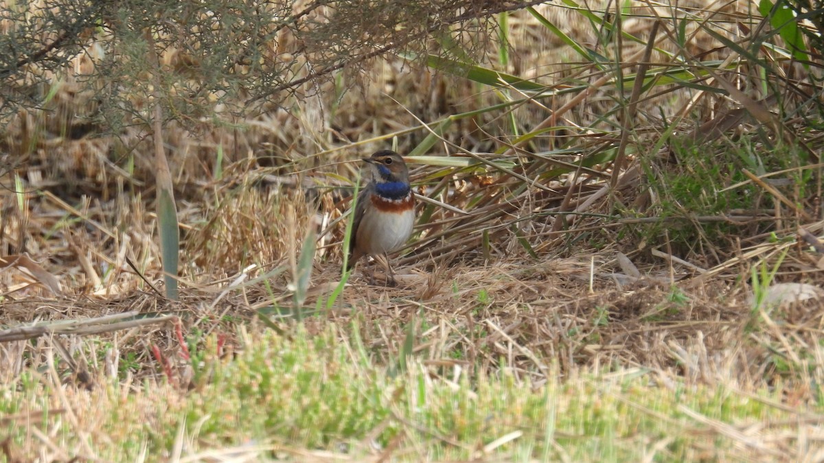 Синьошийка - ML646285896