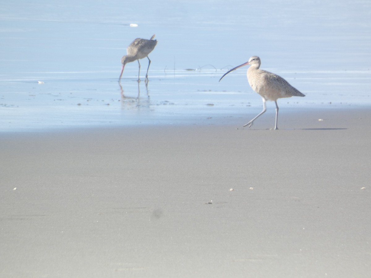 Кульон американський - ML646285897