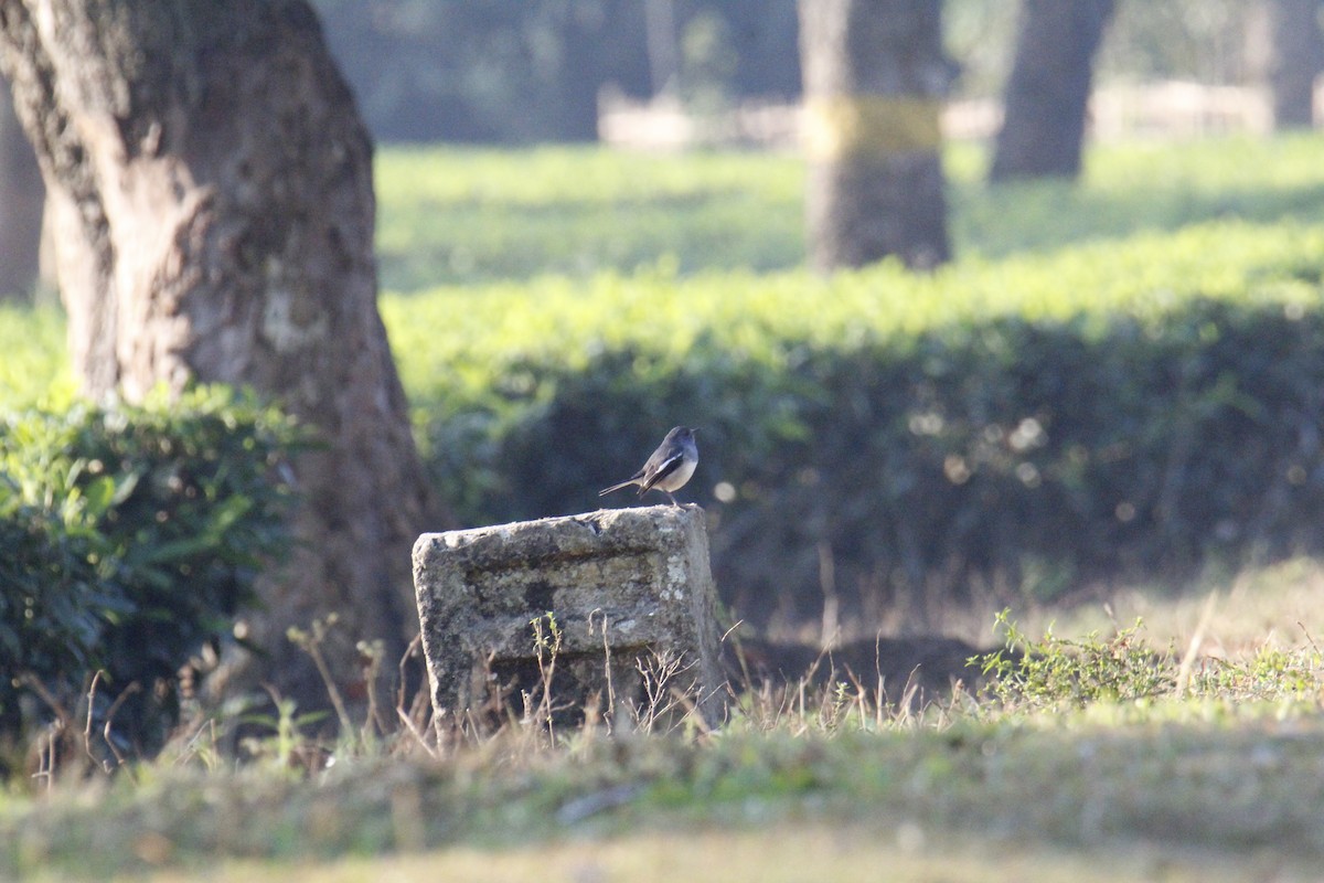 Шама східна - ML646285898