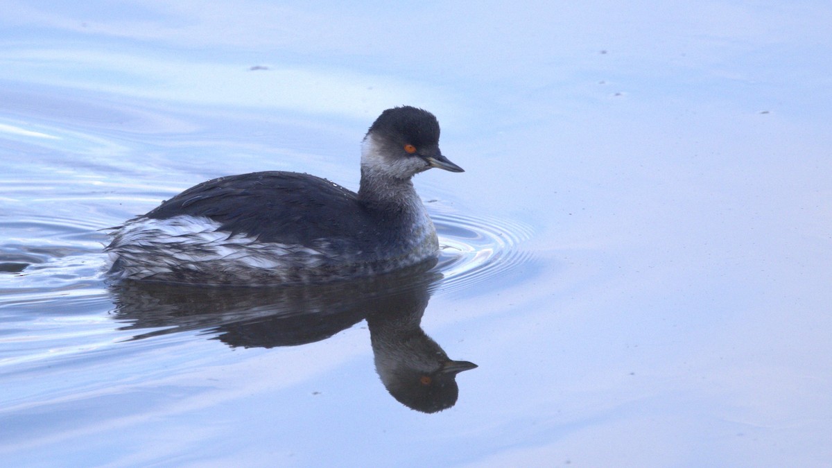 Пірникоза чорношия - ML646285899