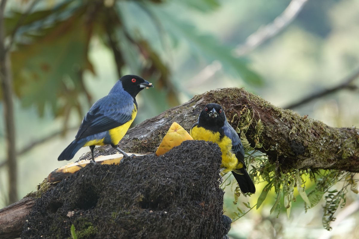 Танагра-короткодзьоб гірська - ML646285900