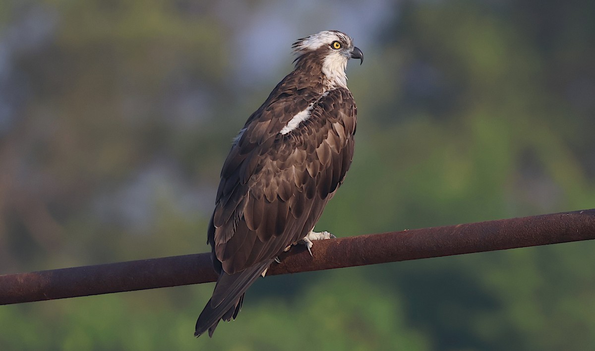 Скопа західна - ML646285901