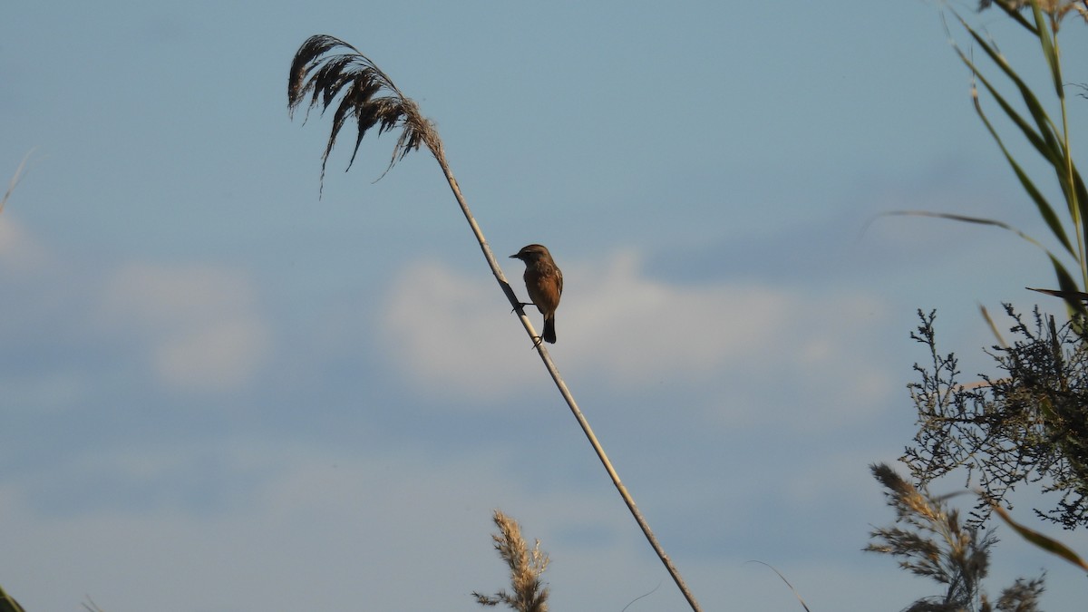 Трав'янка чорноголова - ML646285903