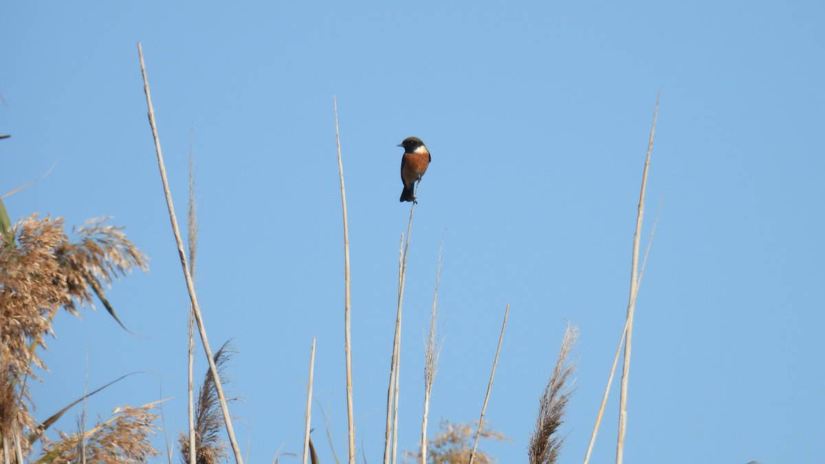 Трав'янка чорноголова - ML646285904