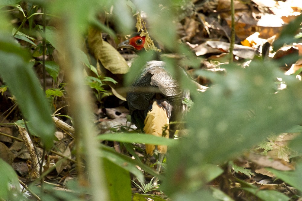 Лофур жовтохвостий - ML646285905