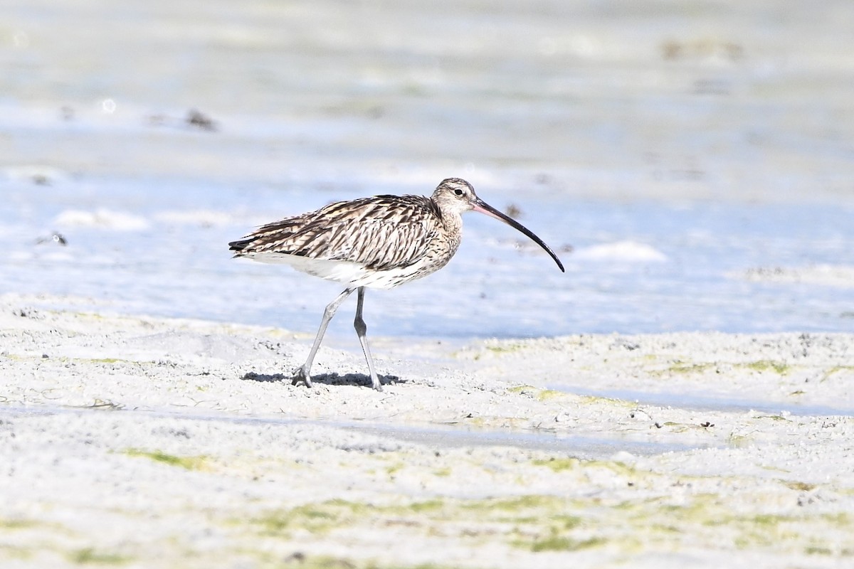 Кульон великий - ML646285907