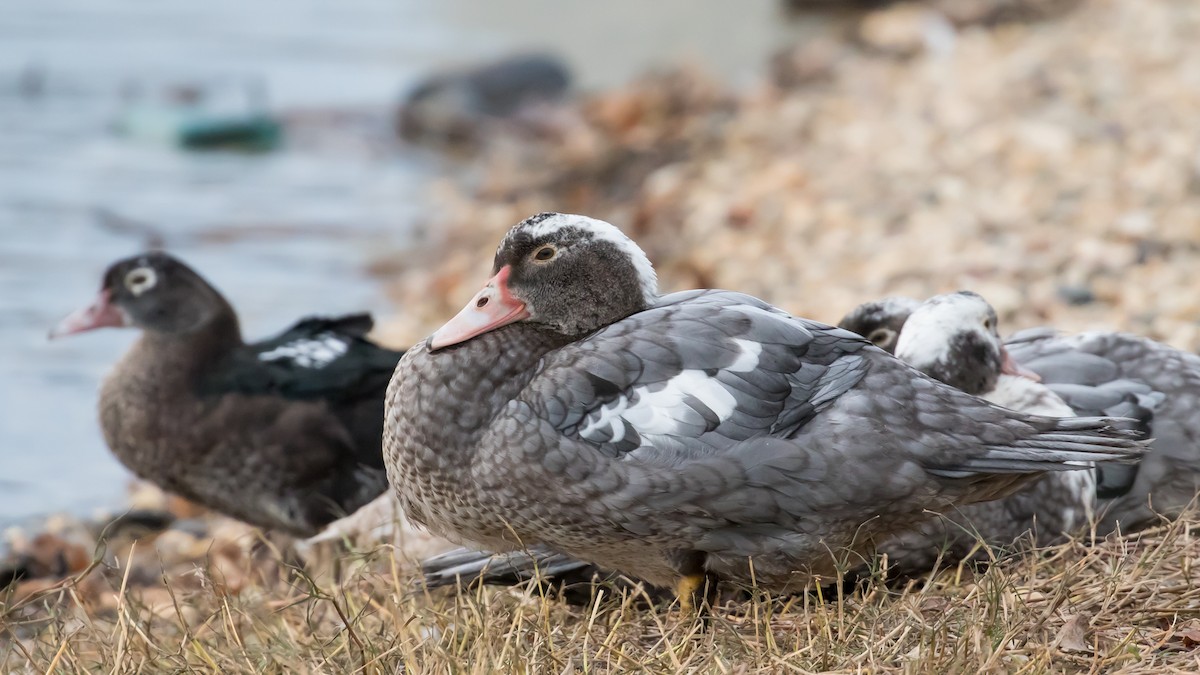 Качка мускусна (свійська) - ML646285908