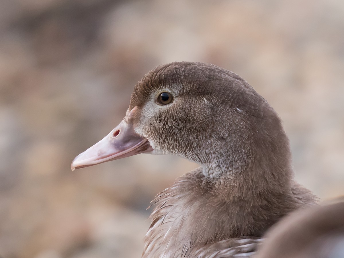 Качка мускусна (свійська) - ML646285911